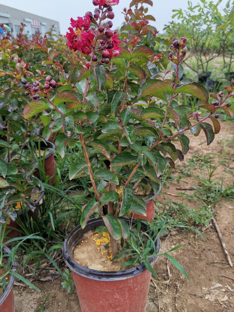 基地直销金银花盆景适合南北方种植可地栽经济收入