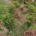 基地直销金银花盆景适合南北方种植可地栽经济收入