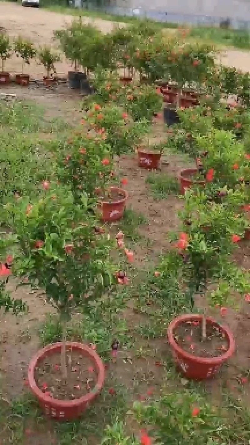 基地直销金银花盆景适合南北方种植可地栽经济收入