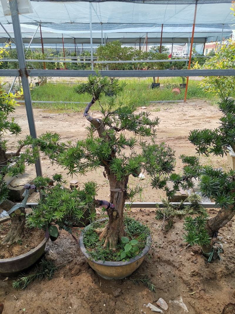基地直销金银花盆景适合南北方种植可地栽经济收入