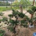 基地直销金银花盆景适合南北方种植可地栽经济收入