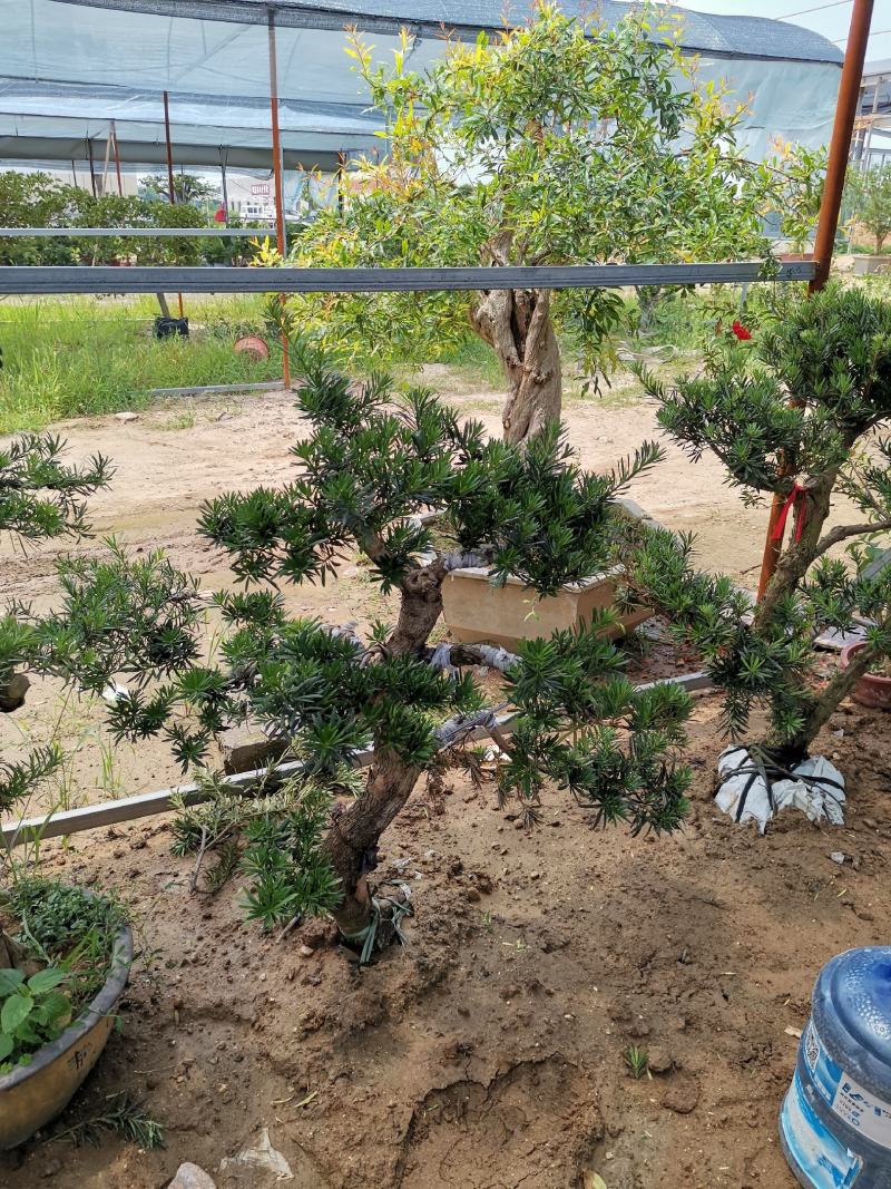 基地直销金银花盆景适合南北方种植可地栽经济收入