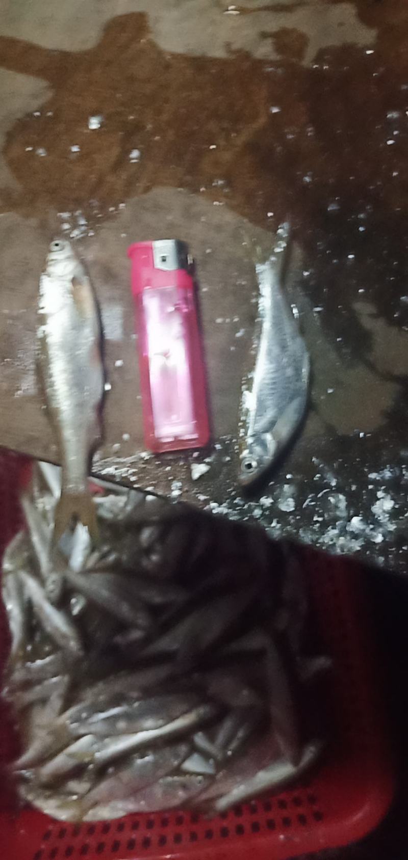 批发鱼仔篮刀鱼仔刀鱼仔