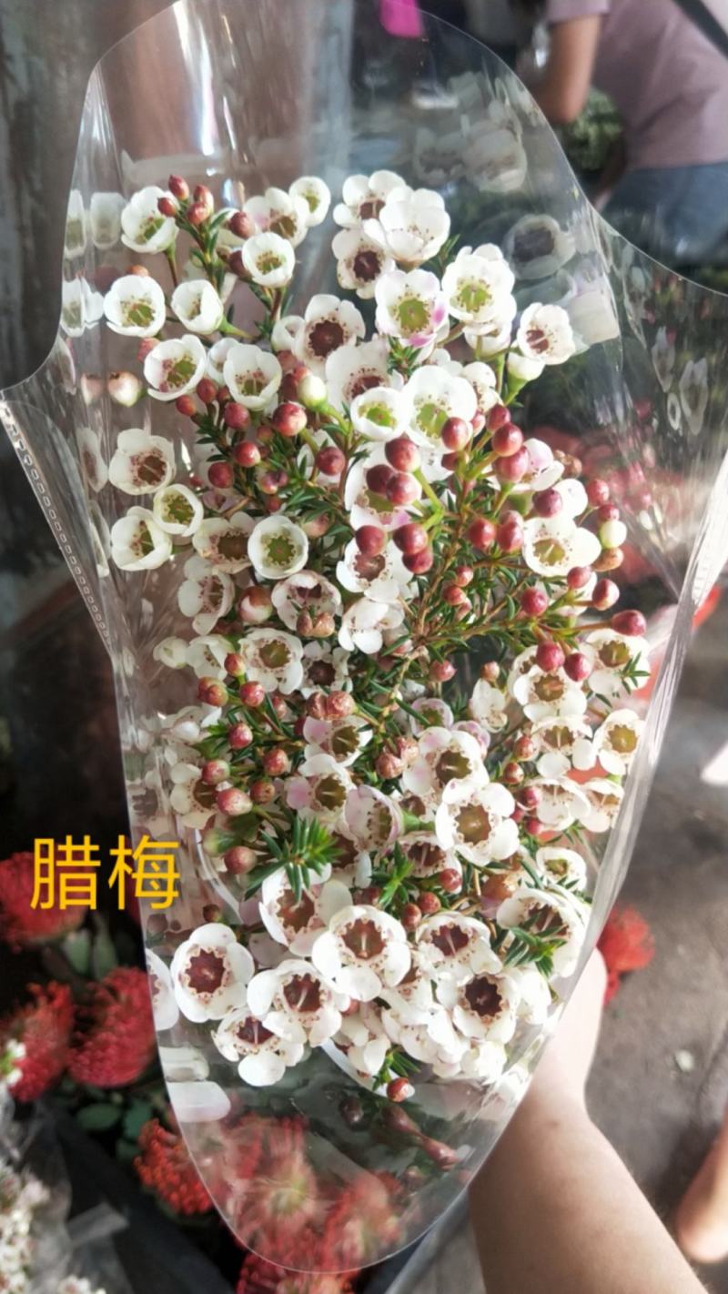 鲜切花-腊梅-奥梅-澳洲腊梅