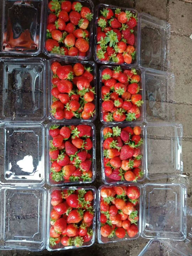出售四季草莓苗，高产四季草莓黑龙江四季草莓苗