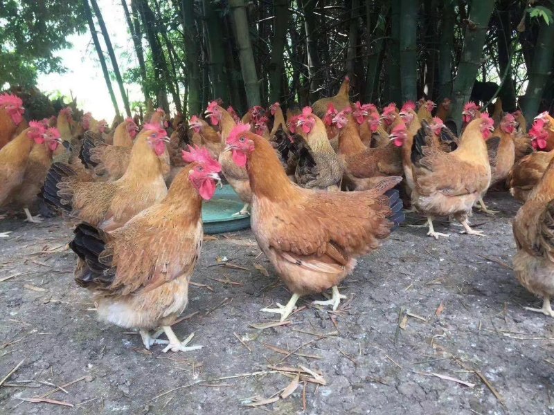 【正宗灵山土鸡出壳苗】厂家直销，包疫苗路损包赔，量大从优
