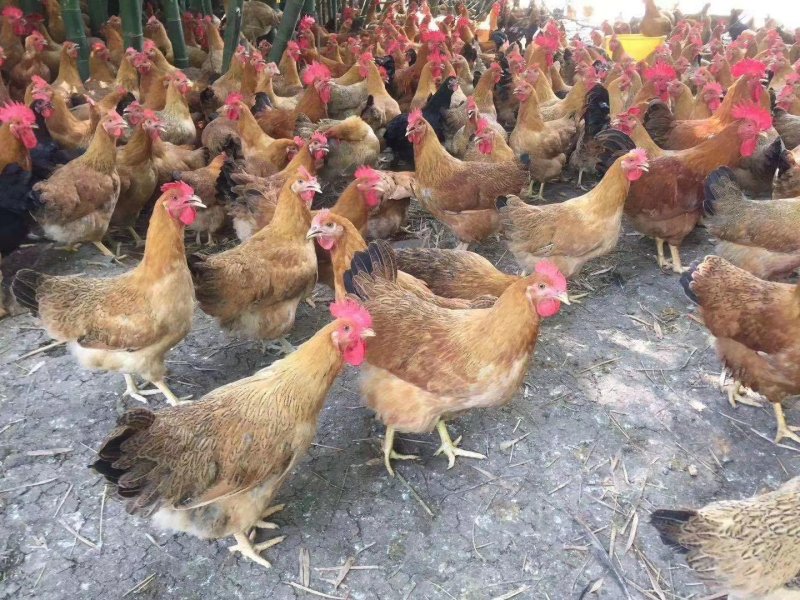 【正宗灵山土鸡出壳苗】厂家直销，包疫苗路损包赔，量大从优