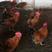 杂生鸡160天均重4~5.5斤以上