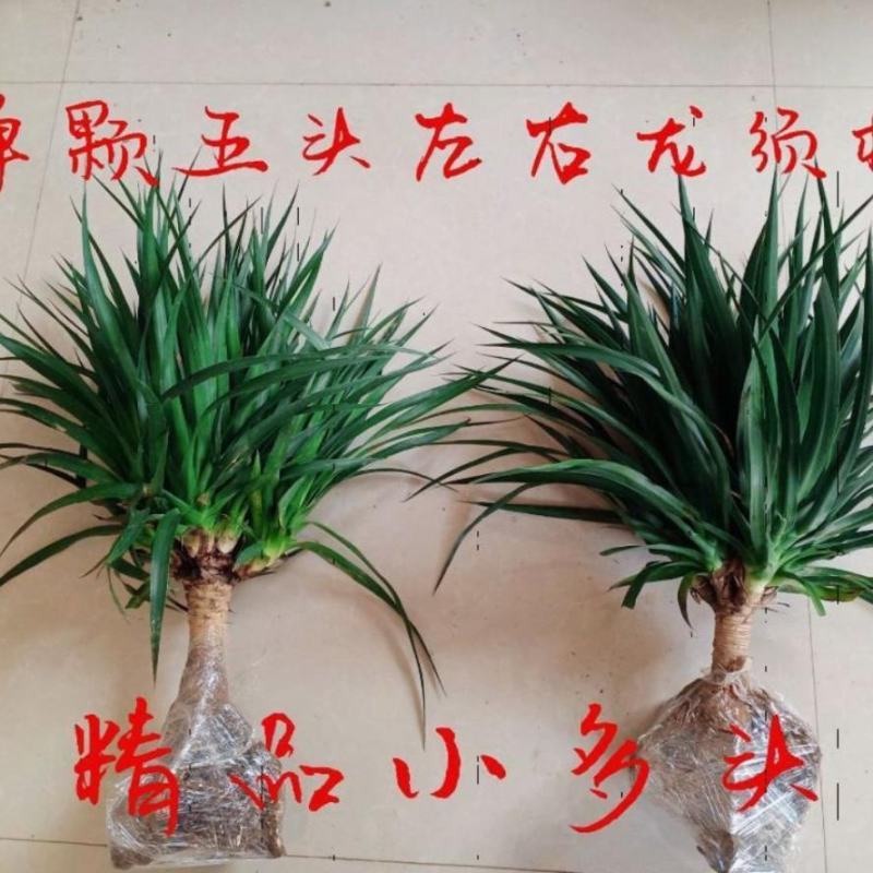 龙须树龙须铁龙须兰龙血树室内客厅大型盆栽绿植花卉净化空气