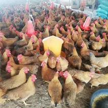 麻黄项鸡125天均重3~4斤