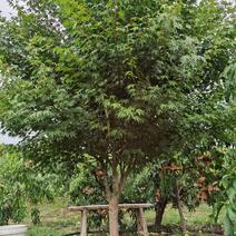 江苏出售优质鸡爪槭，规格3-15公分鸡爪槭，现货充足