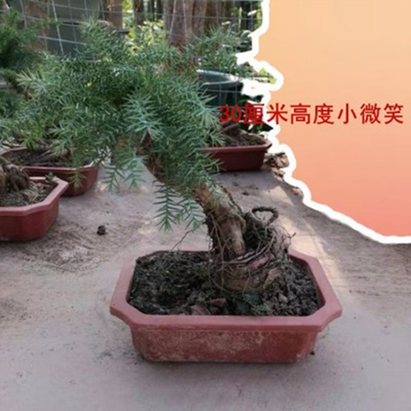 澳洲杉植物盆栽不老松盆景素材四季长青室内客厅造型盆