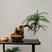 澳洲杉植物盆栽不老松盆景素材四季长青室内客厅造型盆