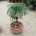 澳洲杉植物盆栽不老松盆景素材四季长青室内客厅造型盆