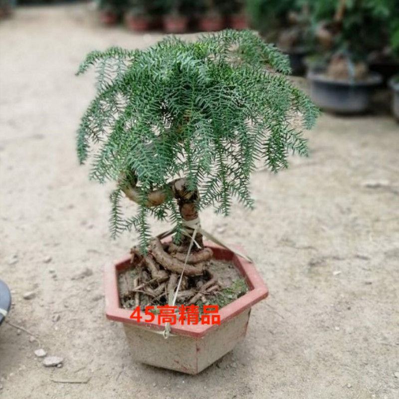澳洲杉植物盆栽不老松盆景素材四季长青室内客厅造型盆