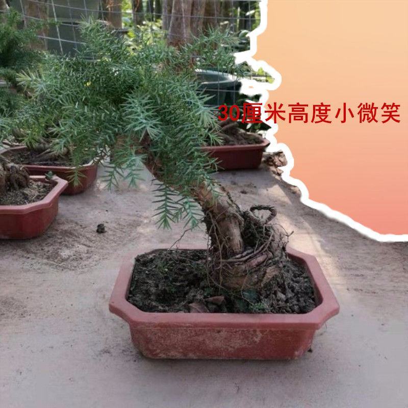 澳洲杉植物盆栽不老松盆景素材四季长青室内客厅造型盆