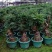 澳洲杉植物盆栽不老松盆景素材四季长青室内客厅造型盆