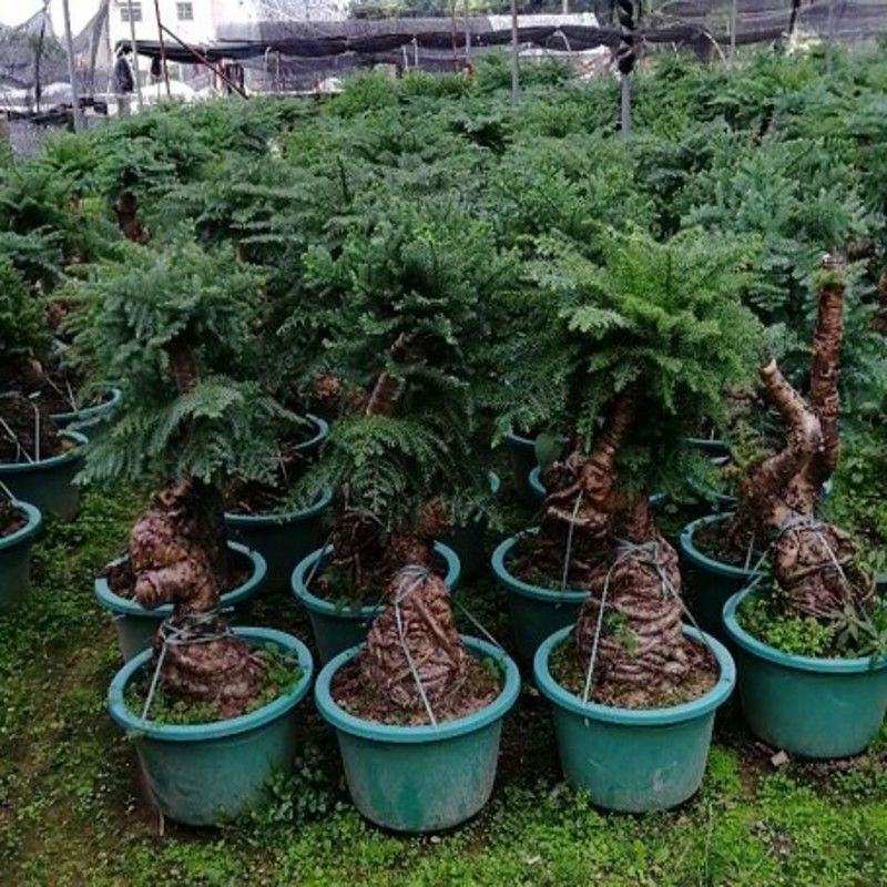 澳洲杉植物盆栽不老松盆景素材四季长青室内客厅造型盆