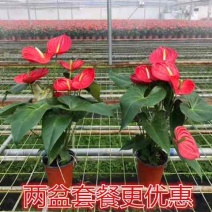 红掌粉掌鸿运当头室内办公室四季开花植物绿植观花卉盆栽净化