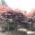 中国红枫，日本红枫，三季红红枫，规格齐全，现货充足