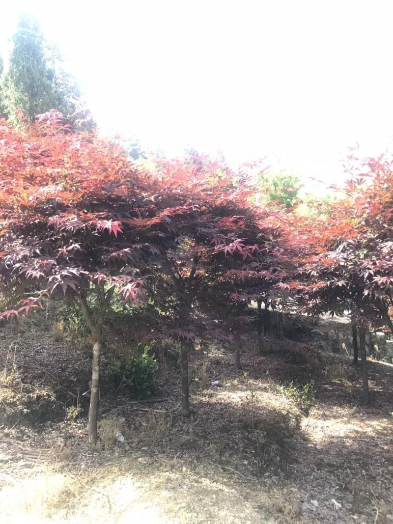 中国红枫，日本红枫，三季红红枫，规格齐全，现货充足