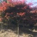 中国红枫，日本红枫，三季红红枫，规格齐全，现货充足