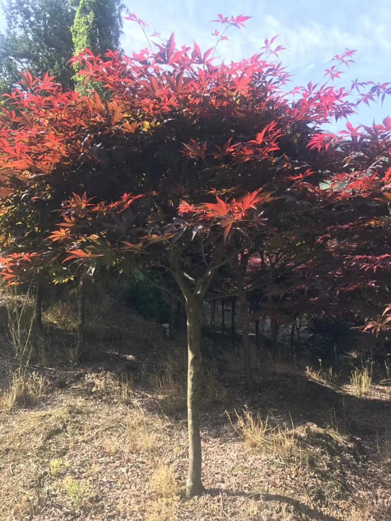 中国红枫，日本红枫，三季红红枫，规格齐全，现货充足