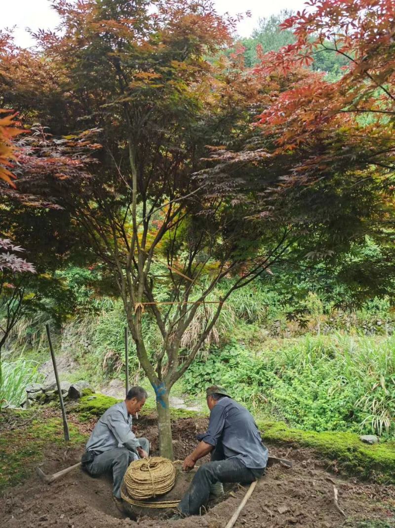 中国红枫，日本红枫，三季红红枫，规格齐全，现货充足