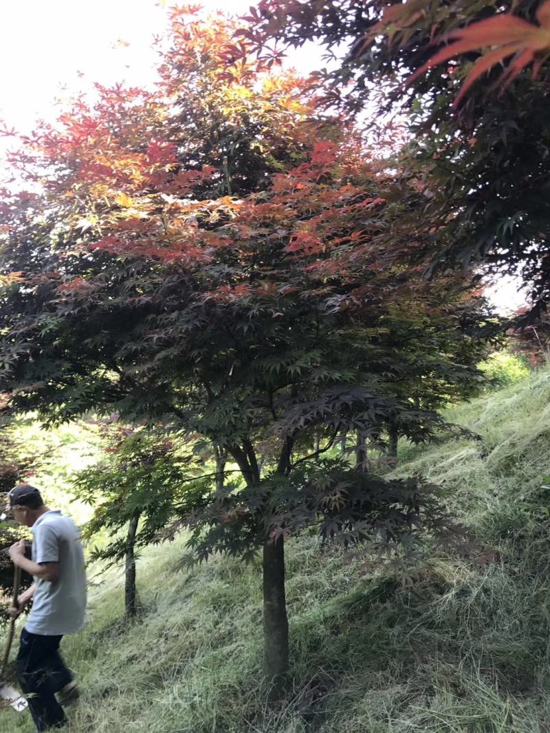 中国红枫，日本红枫，三季红红枫，规格齐全，现货充足