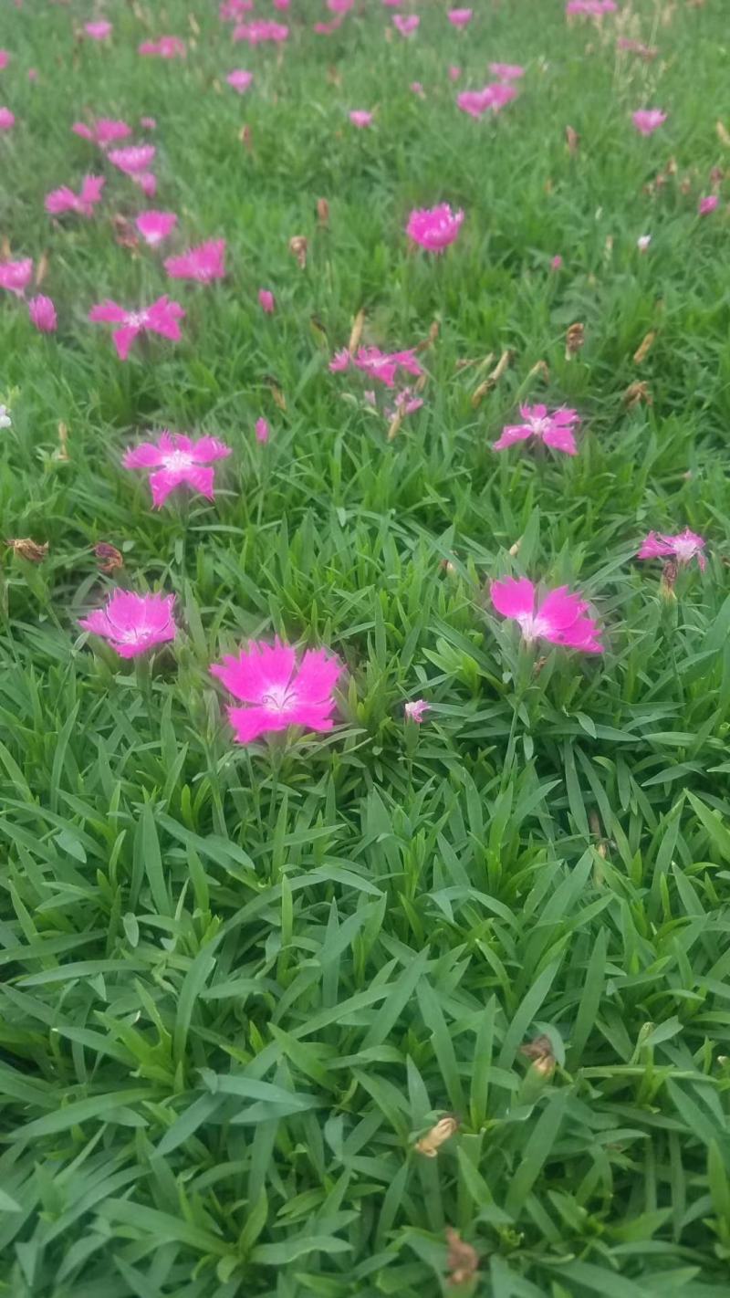 草花基地出售营养钵欧石竹，欧石竹海量上市，质优价廉