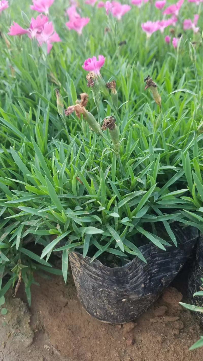 草花基地出售营养钵欧石竹，欧石竹海量上市，质优价廉