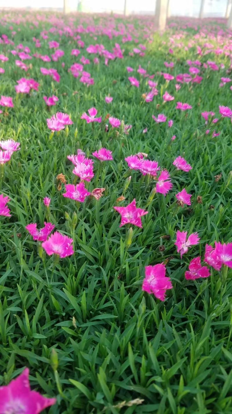 草花基地出售营养钵欧石竹，欧石竹海量上市，质优价廉