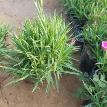 草花基地出售营养钵欧石竹，欧石竹海量上市，质优价廉