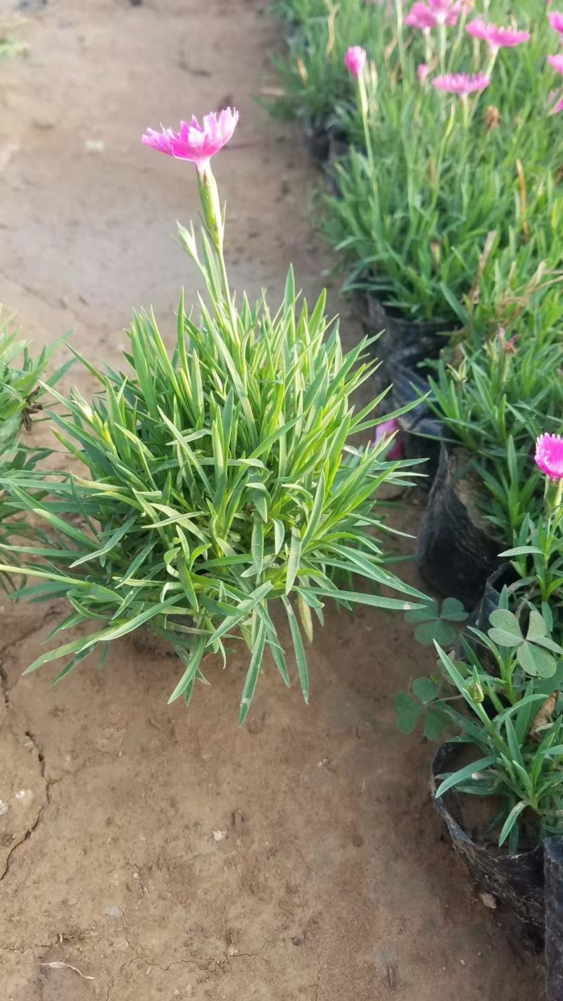 草花基地出售营养钵欧石竹，欧石竹海量上市，质优价廉