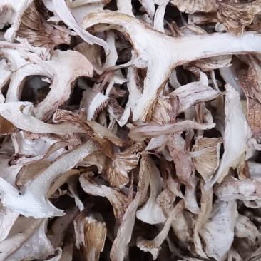 云南特产带皮青杆菌剥皮青杆菌老家产地货源大量批发供应