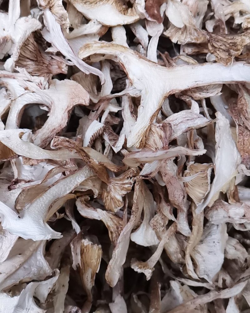 云南特产带皮青杆菌剥皮青杆菌老家产地货源大量批发供应