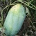龙旋风，新拳王，八四，薄皮，沙瓤，包熟包甜，