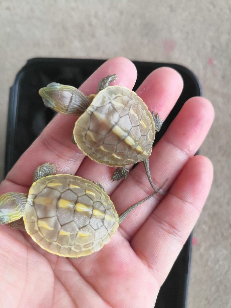 特别的变异龟，寻觅有缘人
