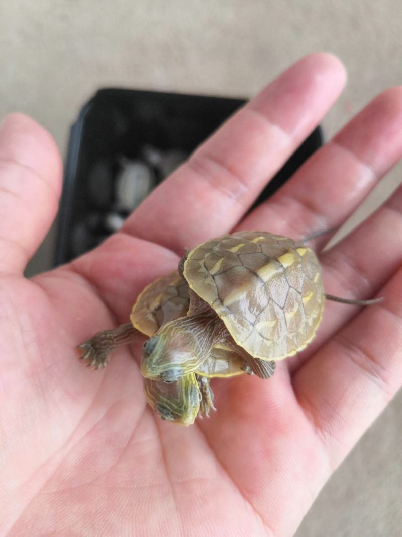 特别的变异龟，寻觅有缘人
