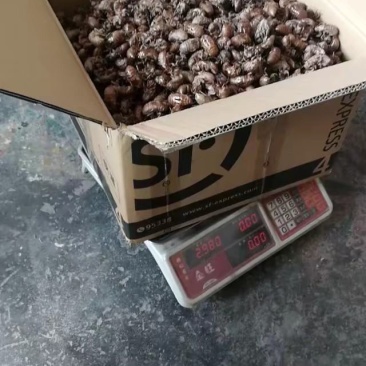 知了壳个头大，干净，无杂物