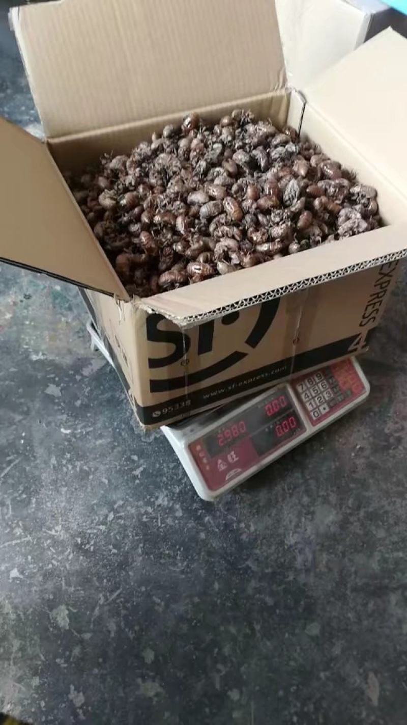 知了壳个头大，干净，无杂物