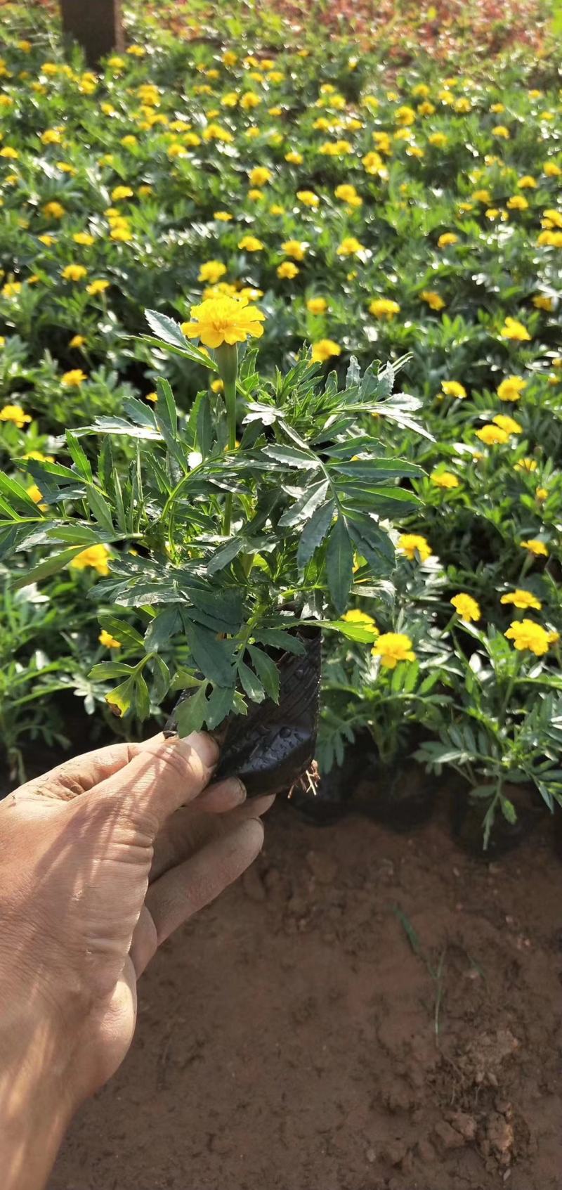 万亩草花基地直供双色盆孔雀草，营养钵孔雀草，两种花色