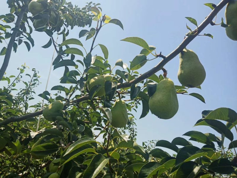 香蕉梨/又名巴梨/洋梨。