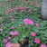 基地直供非洲凤仙花，营养钵非洲凤仙花，两种花色可选