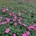 基地直供非洲凤仙花，营养钵非洲凤仙花，两种花色可选