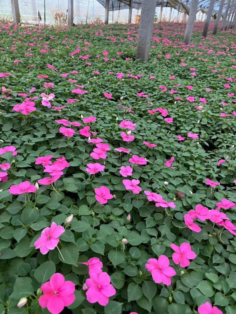 基地直供非洲凤仙花，营养钵非洲凤仙花，两种花色可选