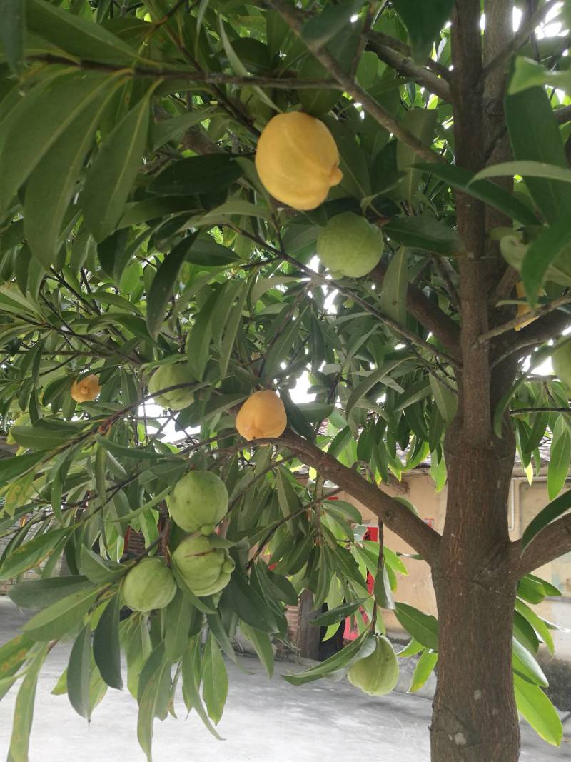 广西合浦县大量桂木树（胭脂树）供应