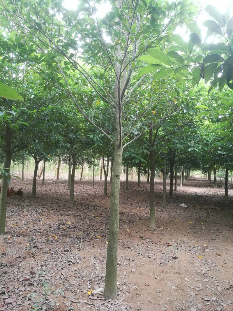 广西合浦县大量桂木树（胭脂树）供应