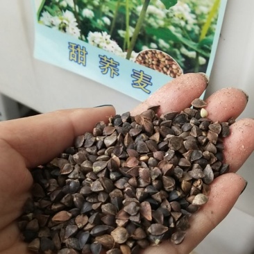 荞麦种子秋季播种黑苦荞麦种子苦荞麦甜荞麦种子