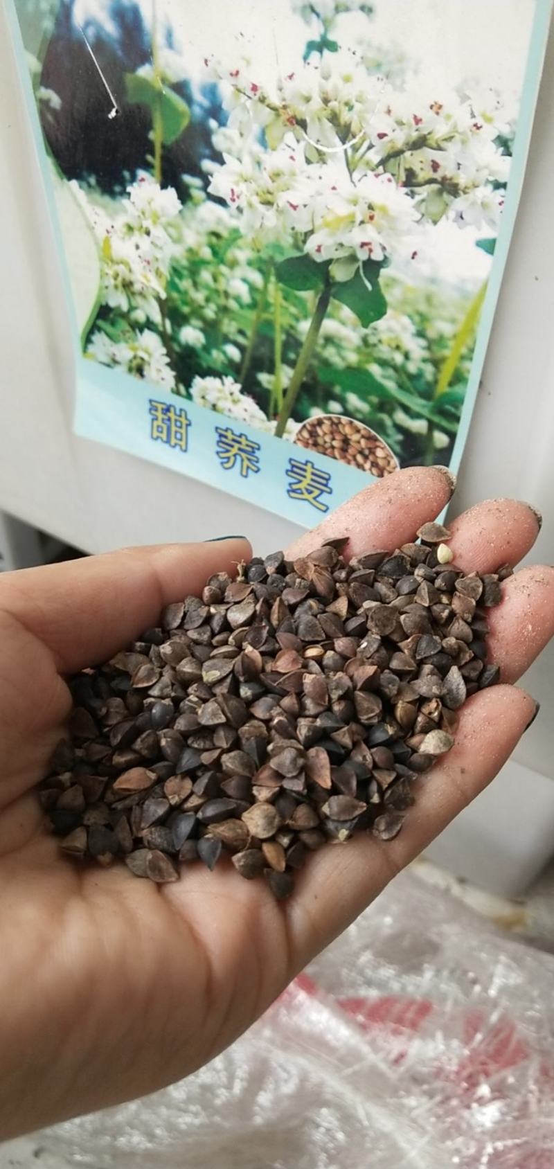 荞麦种子秋季播种黑苦荞麦种子苦荞麦甜荞麦种子